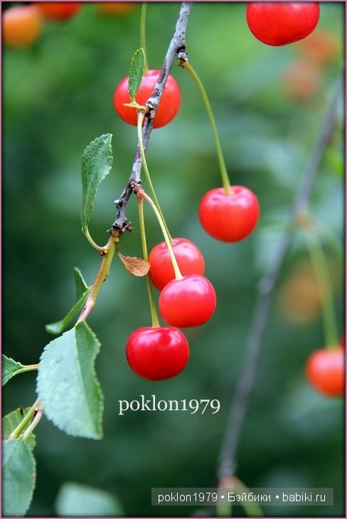 Лето в подарок. Испанские игровые куклы Paola Reina 32 см | Бэйбики Лето в подарок. Испанские игровые куклы Paola Reina 32 см