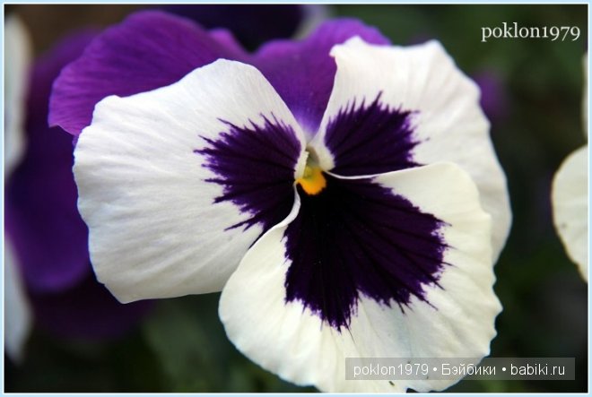 "Остановись, мгновенье! Ты прекрасно!" Испанские игровые куклы. Paola Reina 32см. Дария (фото 2)