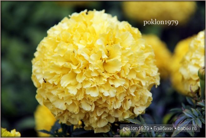 Дороже золота! Игровые куклы Готц. Ханна с собачкой 2011 год (фото 6)