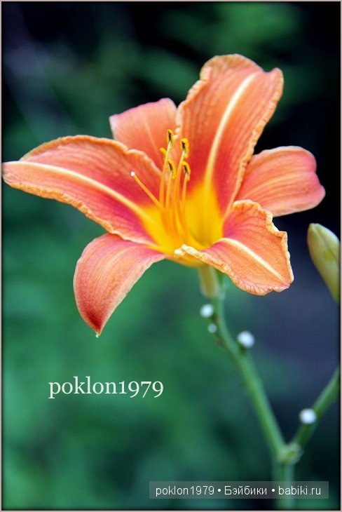 Дороже золота! Игровые куклы Готц. Ханна с собачкой 2011 год