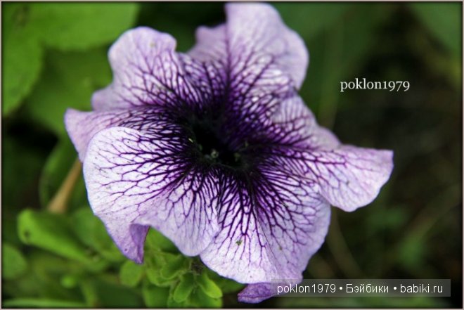 Дороже золота! Игровые куклы Готц. Ханна с собачкой 2011 год