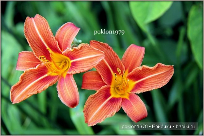 Дороже золота! Игровые куклы Готц. Ханна с собачкой 2011 год