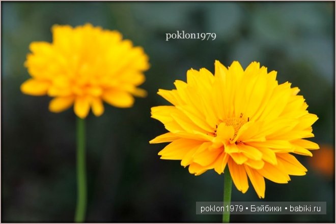 Дороже золота! Игровые куклы Готц. Ханна с собачкой 2011 год