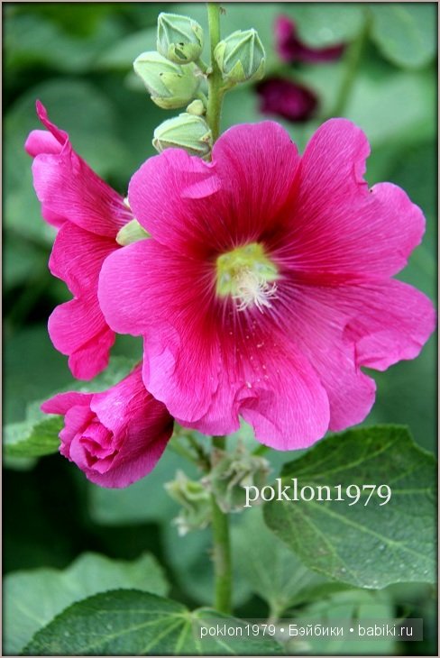 Дороже золота! Игровые куклы Готц. Ханна с собачкой 2011 год