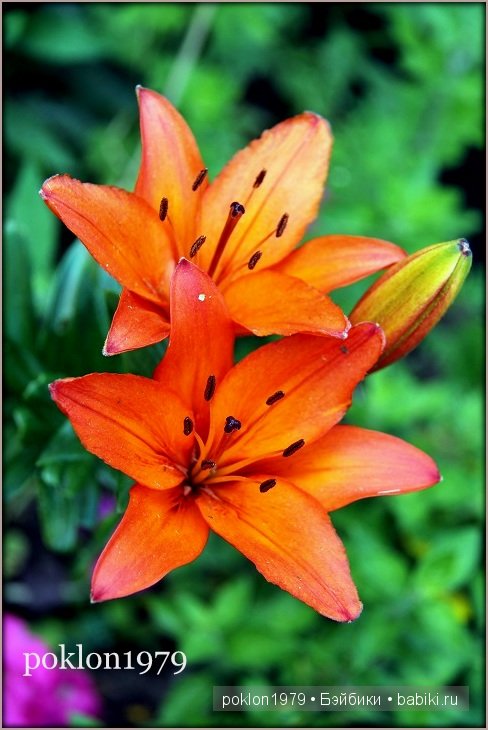 Дороже золота! Игровые куклы Готц. Ханна с собачкой 2011 год