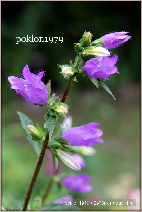 Дороже золота! Игровые куклы Готц. Ханна с собачкой 2011 год