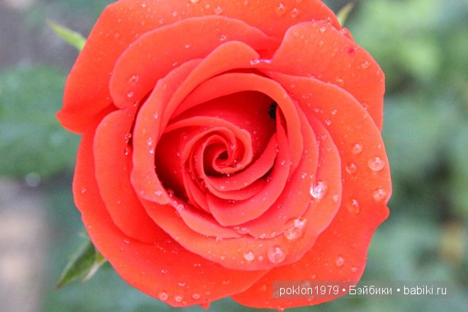 Самый-самый красивый цветок... Игровые куклы Готц. Ханна с собачкой 2011 года