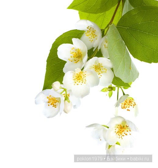 Сакура и Жасмин в подарок от любимой сестренки. Игровые куклы Паола Рейна 32 см | Бэйбики Сакура и Жасмин в подарок от любимой сестренки. Игровые куклы Паола Рейна 32 см (фото 7)