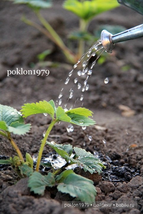 От цветка до ягодки...Игровые куклы Kathe Kruse. Minouche (фото 9)