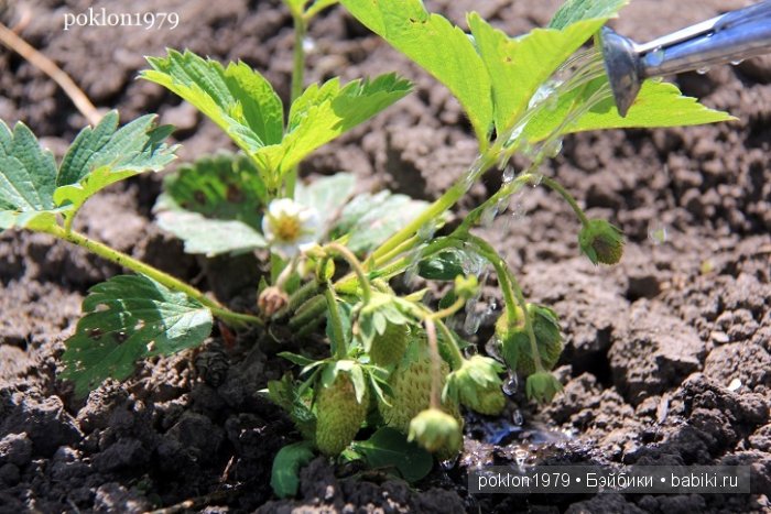 От цветка до ягодки...Игровые куклы Kathe Kruse. Minouche