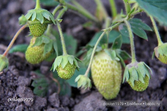 От цветка до ягодки...Игровые куклы Kathe Kruse. Minouche