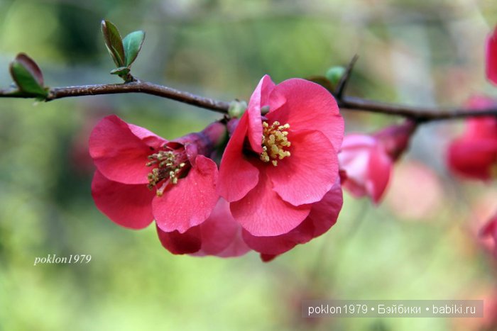 Моя весна в Ялте. Игровые куклы Kathe Kruse. Minouche 35 cм. ЧАСТЬ 2