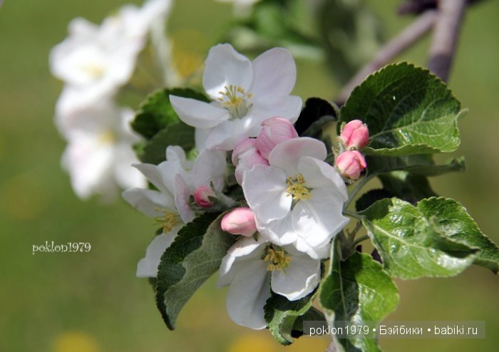 Необыкновенное чудо в Пасхальный день. Игровые куклы Kathe Kruse. Lolle 58 см | Бэйбики Необыкновенное чудо в Пасхальный день. Игровые куклы Kathe Kruse. Lolle 58 см