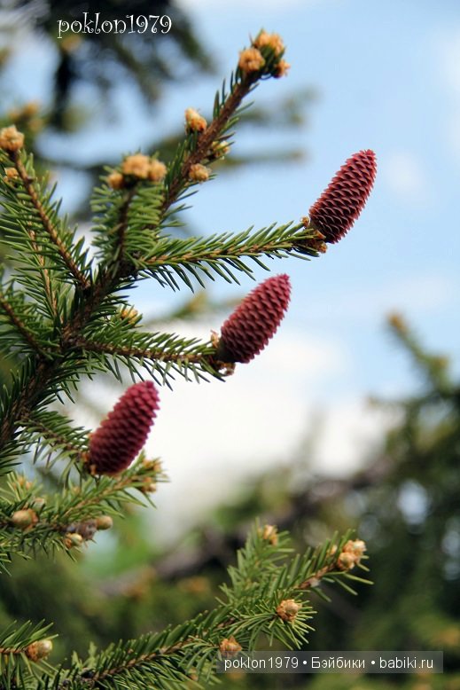 Необыкновенное чудо в Пасхальный день. Игровые куклы Kathe Kruse. Lolle 58 см | Бэйбики Необыкновенное чудо в Пасхальный день. Игровые куклы Kathe Kruse. Lolle 58 см (фото 10)