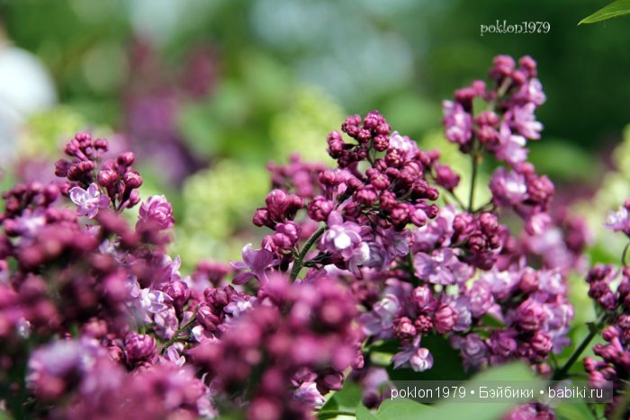 Необыкновенное чудо в Пасхальный день. Игровые куклы Kathe Kruse. Lolle 58 см | Бэйбики Необыкновенное чудо в Пасхальный день. Игровые куклы Kathe Kruse. Lolle 58 см (фото 8)