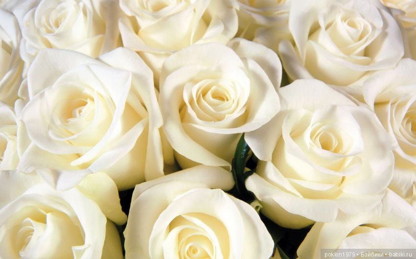 Подарок нам, женщинам, от Светланы Медведевой (фото 2)