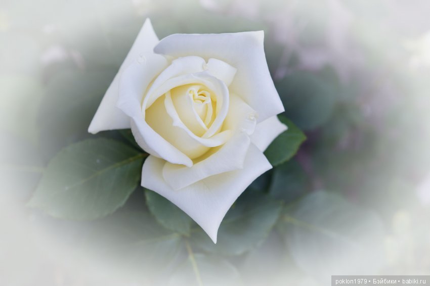 Подарок нам, женщинам, от Светланы Медведевой