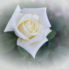 Подарок нам, женщинам, от Светланы Медведевой!