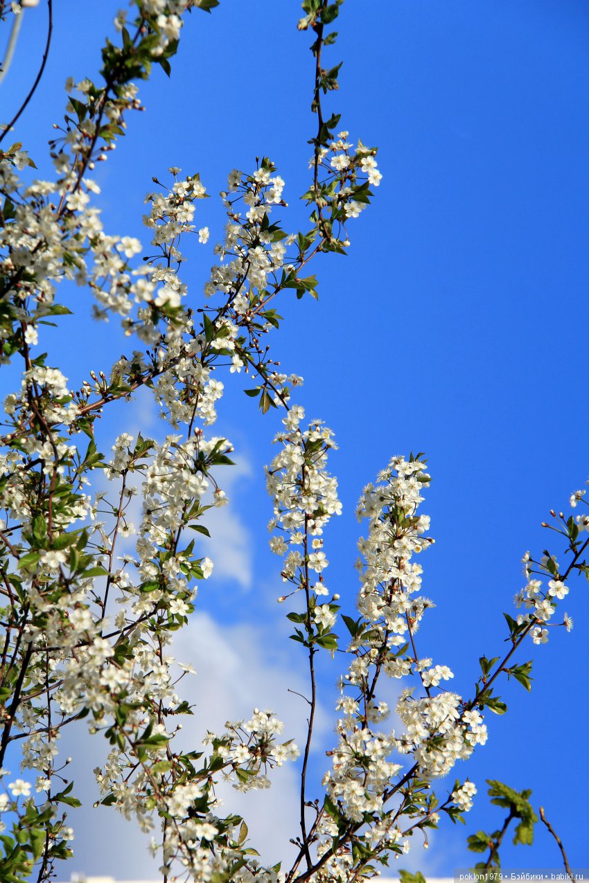 Ощущение праздника — Куклы Kathe Kruse (Кате/Кэте Крузе): фото