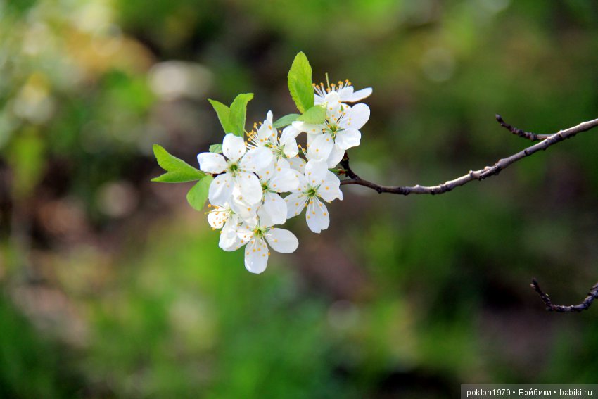 Ощущение праздника — Куклы Kathe Kruse (Кате/Кэте Крузе): фото