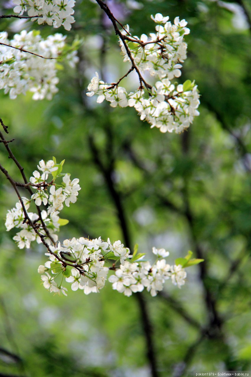 Ощущение праздника — Куклы Kathe Kruse (Кате/Кэте Крузе): фото (фото 9)