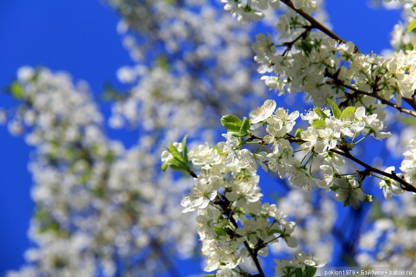 Ощущение праздника — Куклы Kathe Kruse (Кате/Кэте Крузе): фото (фото 2)