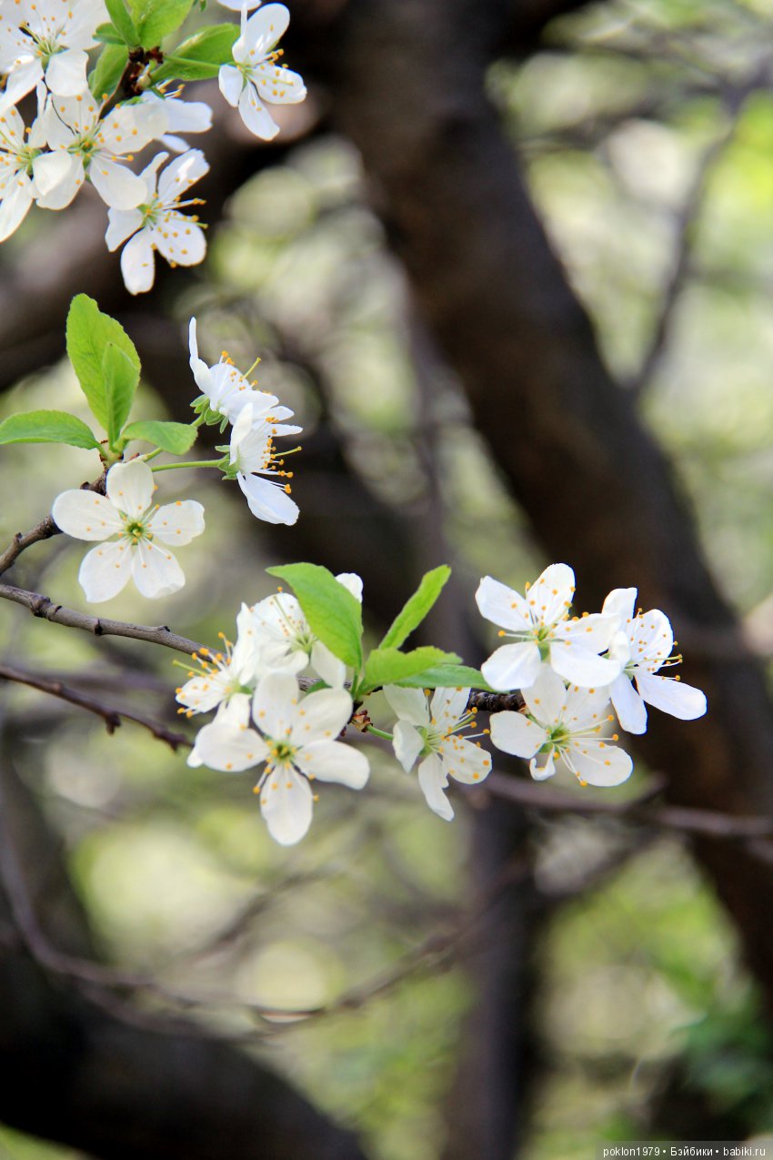 Ощущение праздника — Куклы Kathe Kruse (Кате/Кэте Крузе): фото