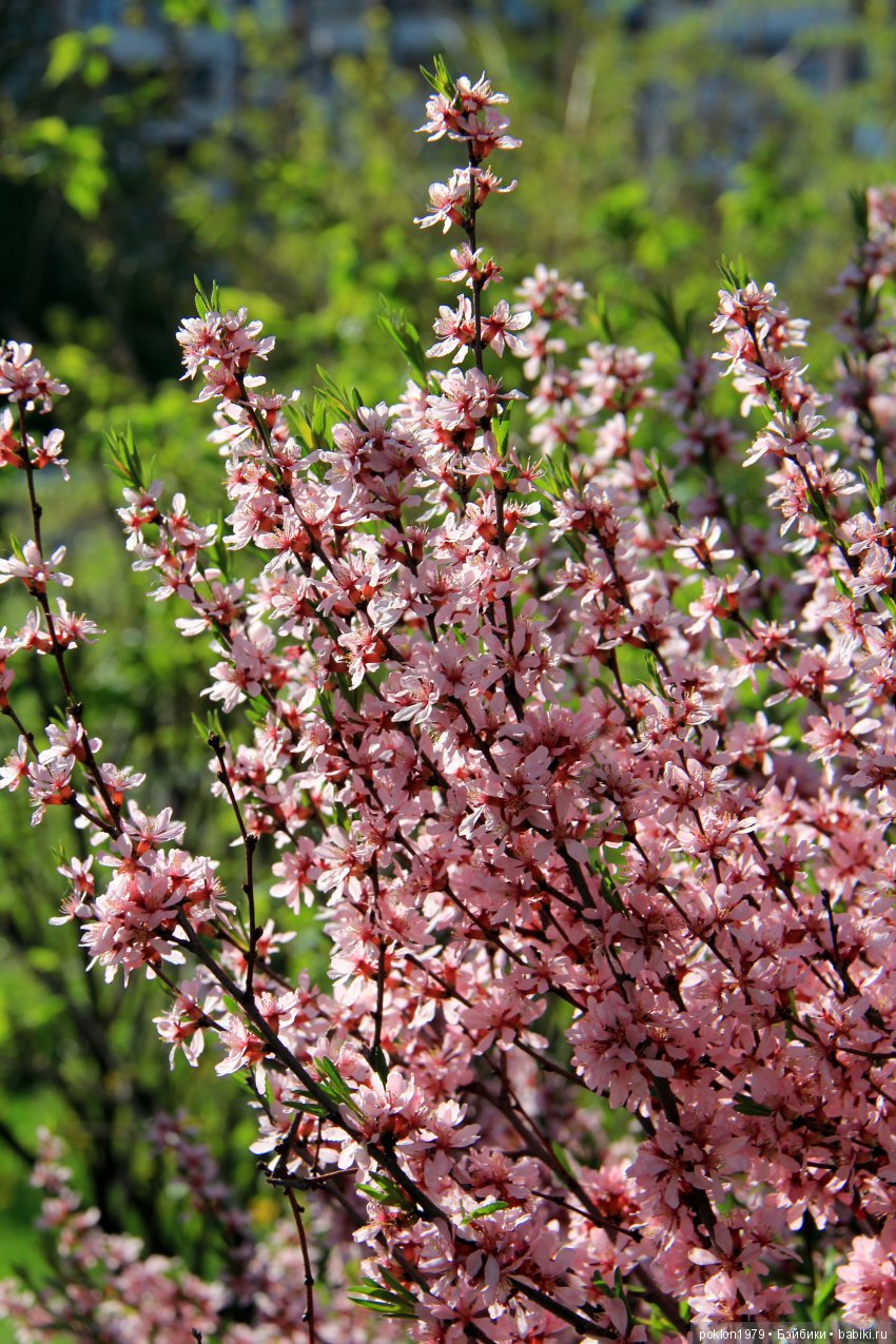 Ощущение праздника — Куклы Kathe Kruse (Кате/Кэте Крузе): фото