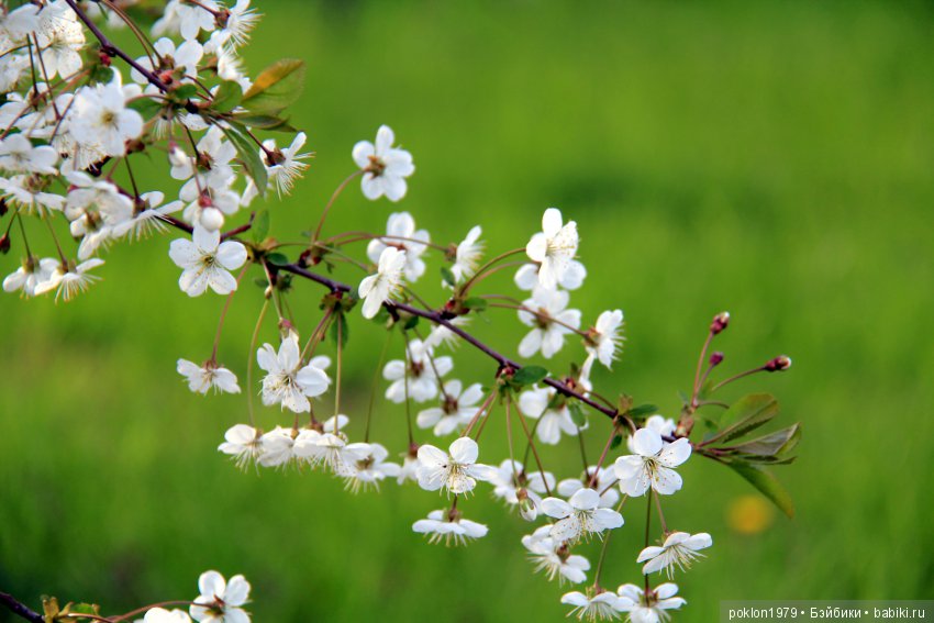 Ощущение праздника — Куклы Kathe Kruse (Кате/Кэте Крузе): фото (фото 10)