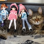 Моего кота не волнуют конкурсы, он просто любит фотографироваться