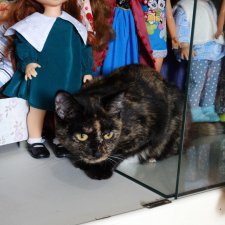 Мохнатые помощники