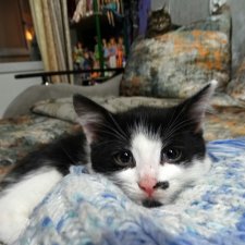 Мои любимые котики