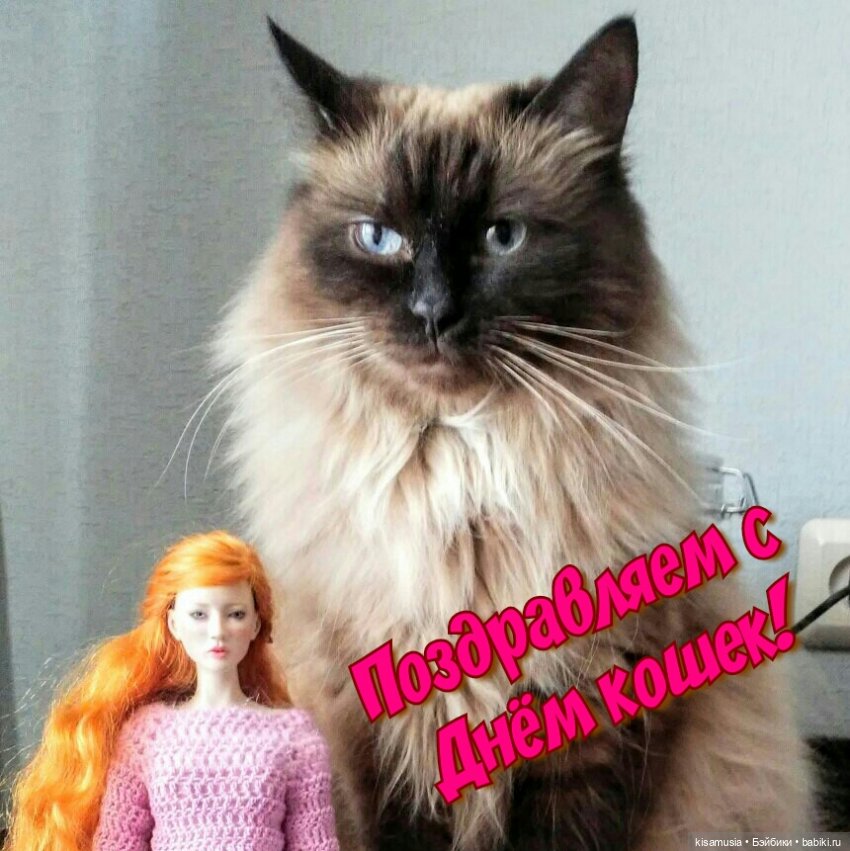 С Днём кошек — Интересное и необычное: фотоподборки