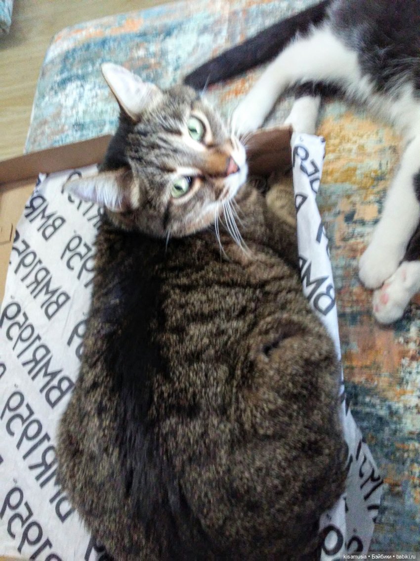 С Днём кошек — Интересное и необычное: фотоподборки (фото 4)