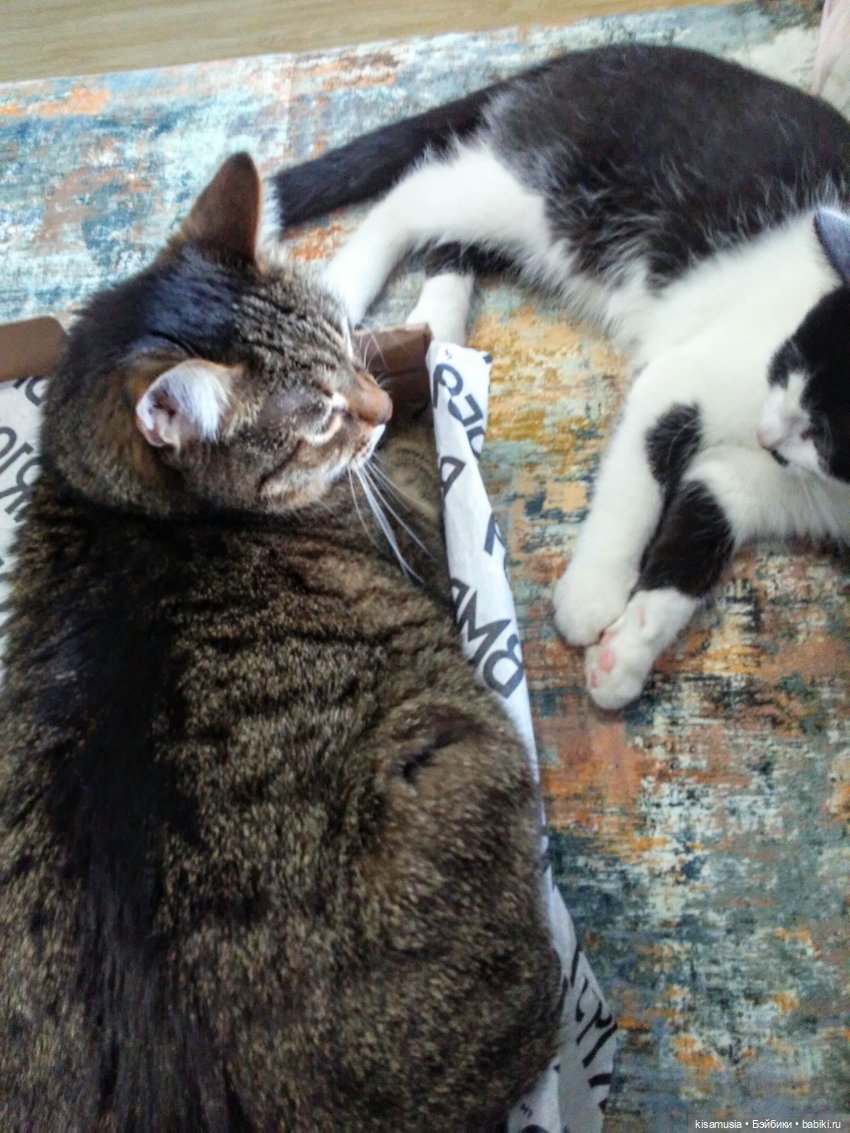 С Днём кошек — Интересное и необычное: фотоподборки (фото 3)