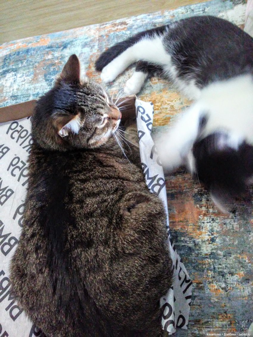 С Днём кошек — Интересное и необычное: фотоподборки (фото 5)