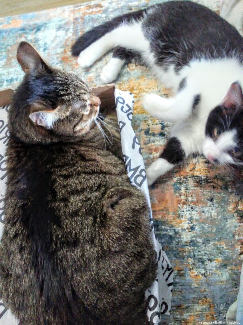 С Днём кошек — Интересное и необычное: фотоподборки (фото 6)