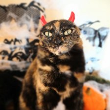 Наш котовый Хеллоуин