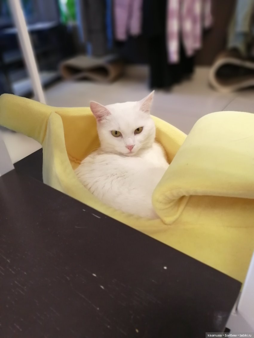 Энди в Петербурге — Куклы Berjuan (Бержуан): Биггерсы (Biggers)