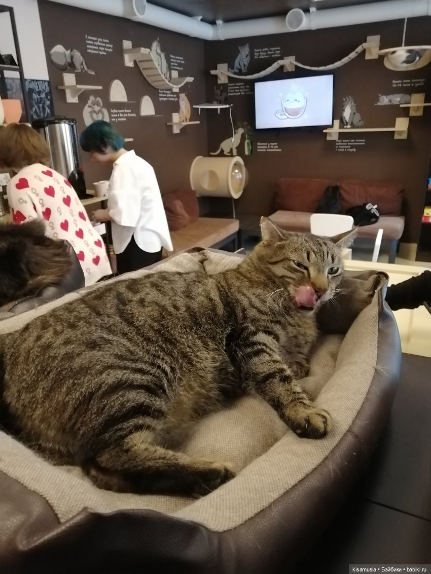 Энди в Петербурге — Куклы Berjuan (Бержуан): Биггерсы (Biggers)