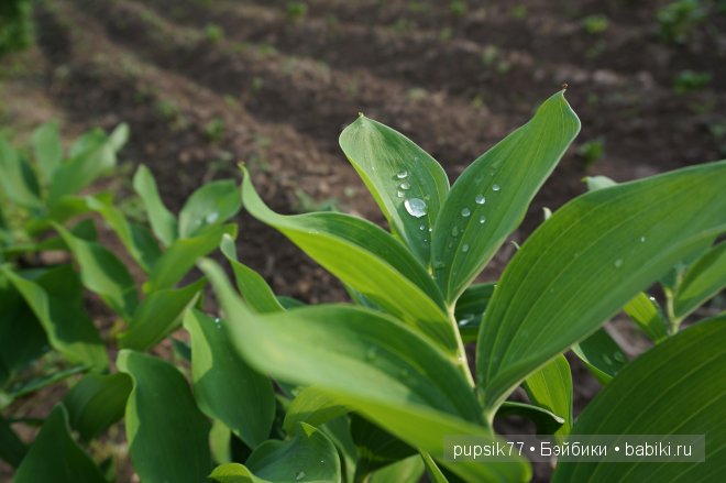 Малыши lee Middleton — Куклы Lee Middleton (Ли Миддлтон): Reva Schick