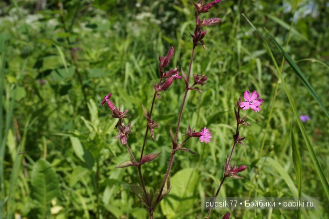 Часть вторая. Мои улыбашки-пухляшки Berenguer