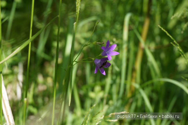 Часть вторая. Мои улыбашки-пухляшки Berenguer