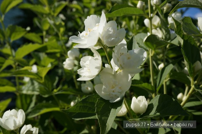 Часть первая. Мои крупняшки-пухлячки Беренжер