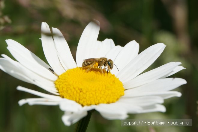 Часть вторая. Мои улыбашки-пухляшки Berenguer
