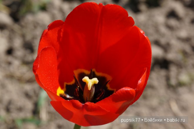 Как я встретила двух рыжиков Paola Reina (фото 3)