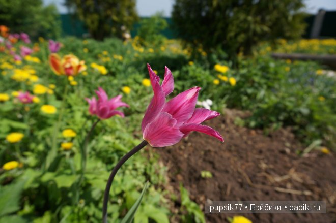 Как я встретила двух рыжиков Paola Reina (фото 4)