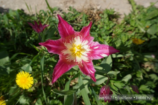 Как я встретила двух рыжиков Paola Reina