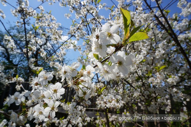 Как я встретила двух рыжиков Paola Reina (фото 2)