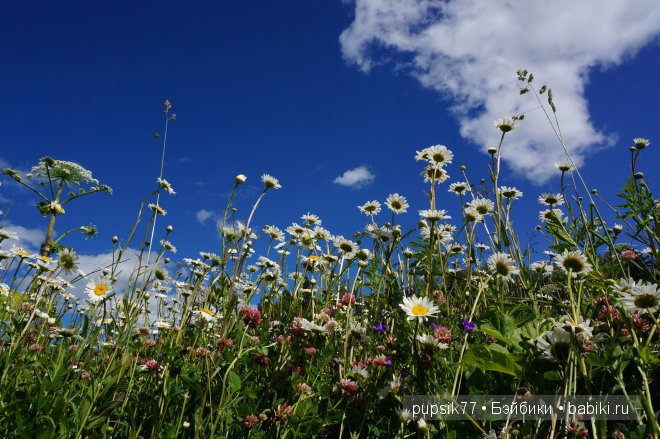 Ромашковое настроение или к нам приехала сестричка, Адора | Бэйбики Ромашковое настроение или к нам приехала сестричка, Адора (фото 9)
